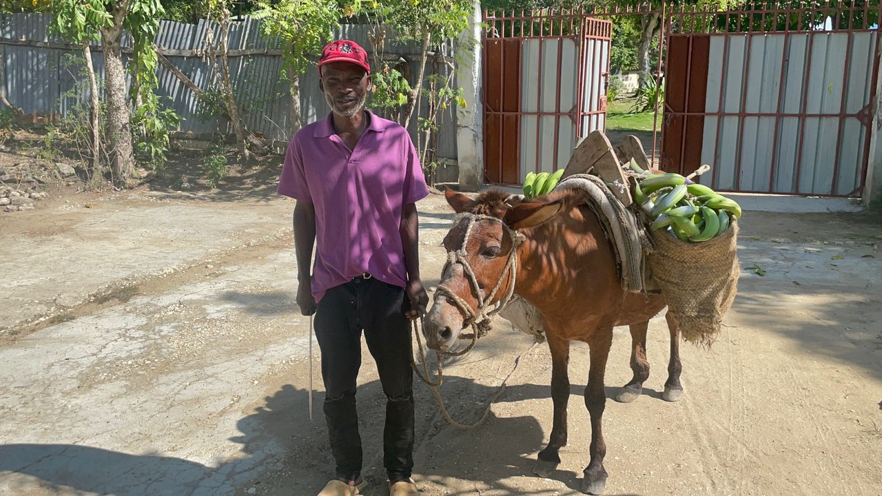 Man bringing crops into Layaye for food relief